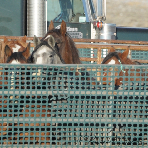 11-25-2013 – The same filly now frantically paces in a temporary corral, separated from her family forever