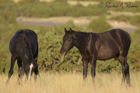 Oglala (right) is Mercuria's cousin. He is in the first tier for removal. Removing more males will help get the sex ratio closer to 50/50. The downside is that removing Oglala will mean the Waif x Corona line grows smaller and rarer.